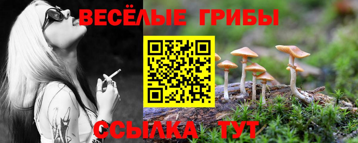 хочу   Псилоцибиновые грибы ЛСД  Вход с VPN  Камень-на-Оби 